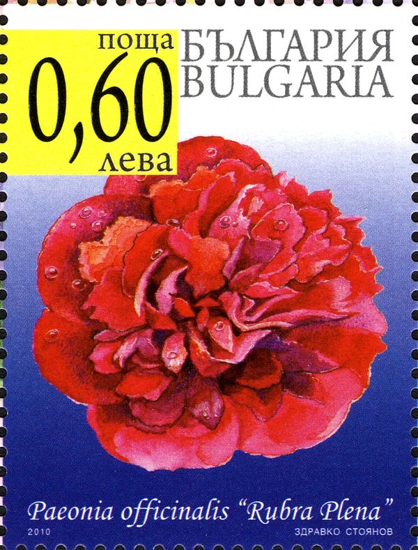 Peony Flowers