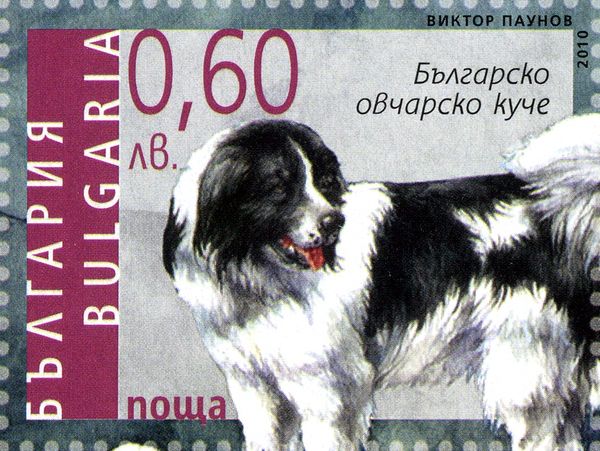 Karakachan Dog (Canis lupus familiaris)