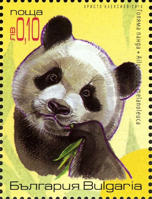 Giant Panda (Ailuropoda melanoleuca)