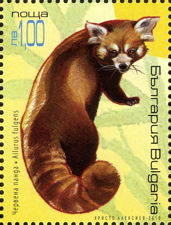 Red Panda (Ailurus fulgens)