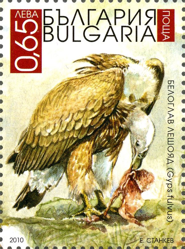 Griffon Vulture (Gyps fulvus)