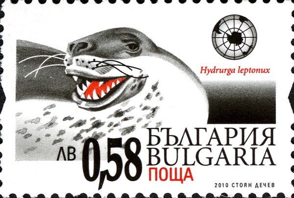 Leopard Seal (Hydrurga leptonyx)