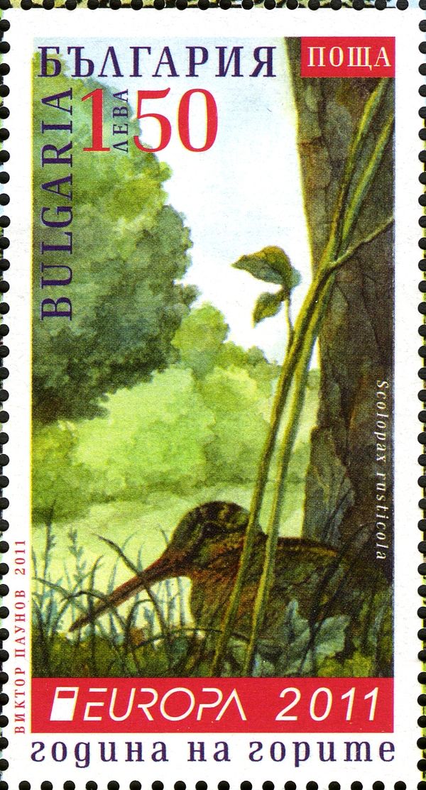 Eurasian Woodcock (Scolopax rusticola)