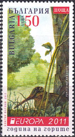 Eurasian Woodcock (Scolopax rusticola)