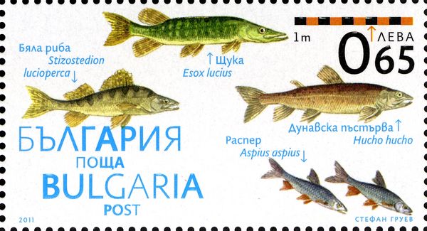 Zander, Northern Pike, Danube Salmon, Asp
