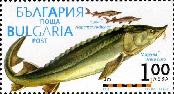 Giant Sturgeon (Huso huso), Sterlet (Acipenser ruthenus)