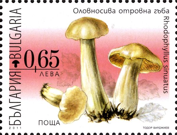 Poisonous Mushrooms - Rhodophyllus sinuatus
