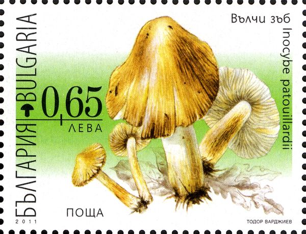 Poisonous Mushrooms - Inocybe patouillardii