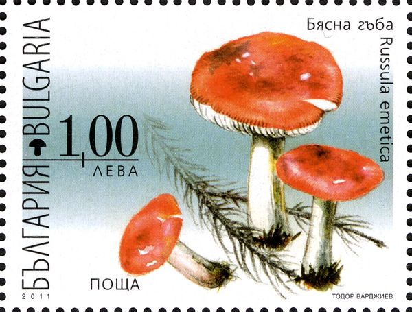 Poisonous Mushrooms - Russula emetica
