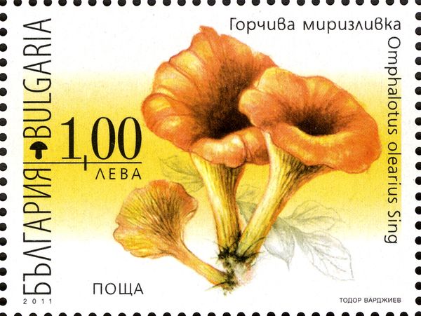 Poisonous Mushrooms - Omaphalotus olearis Sing