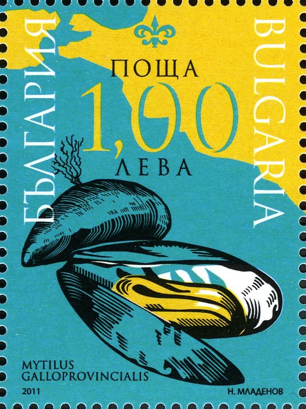 Mediterranean Mussel (Mytilus galloprovincialis) 
