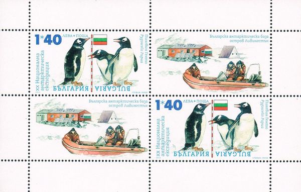 Gentoo Penguin (Pygoscelis papua) + Decoration Field