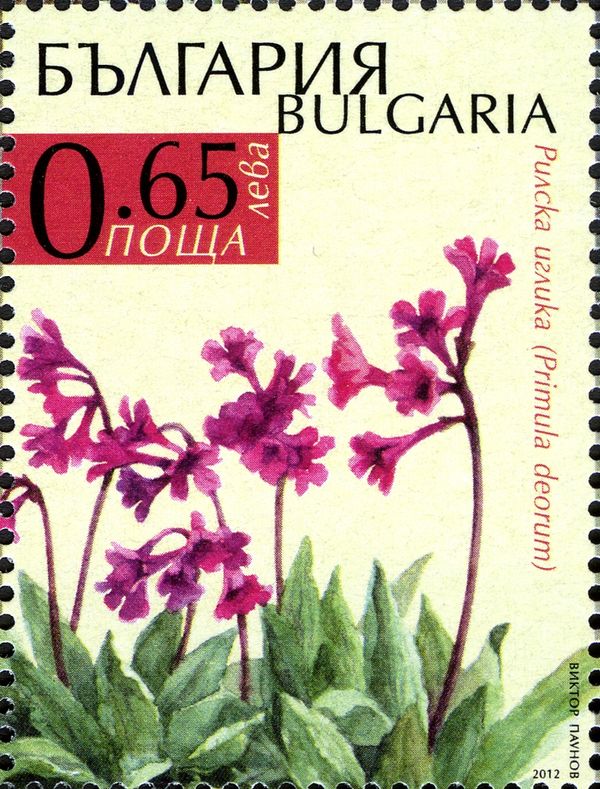 Rila Primrose (Primula deorum)