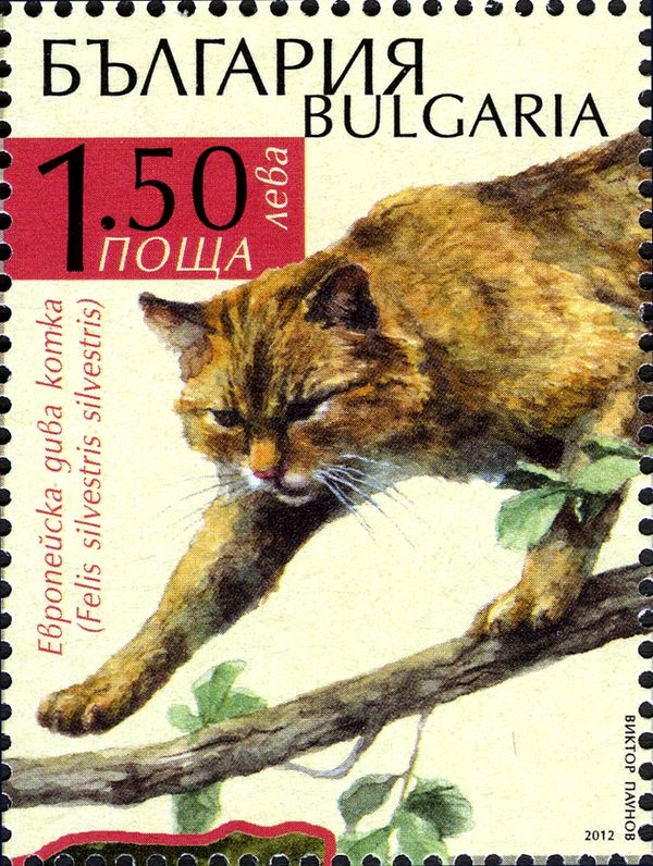 European Wildcat (Felis silvestris silvestris)