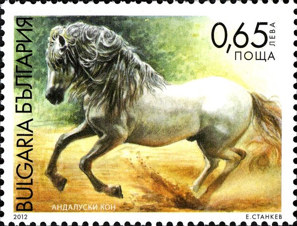 Andalusian Horse (Equus ferus caballus)