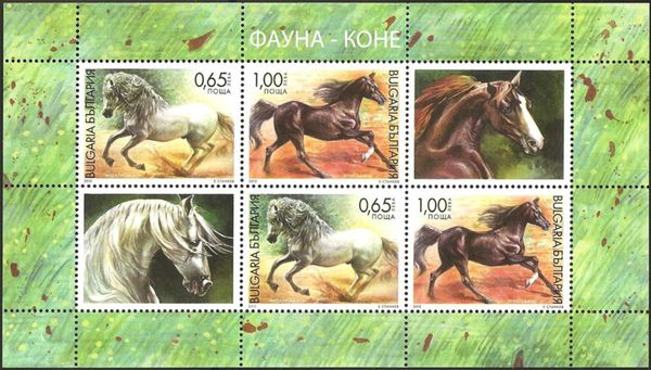 Andalusian Horse (Equus ferus caballus) with Decoration Fiel