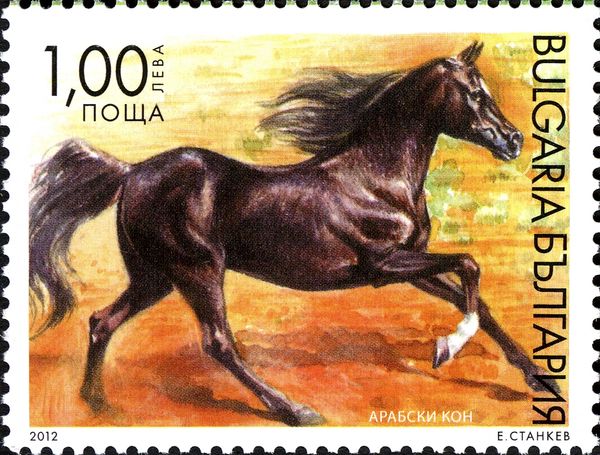 Arabian Horse (Equus ferus caballus)