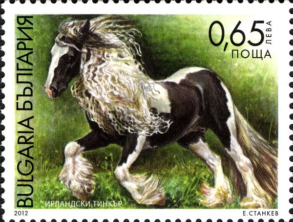 Tinker (Equus ferus caballus)