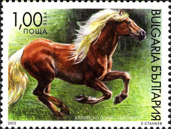 Haflinger (Equus ferus caballus)