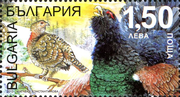 Capercaillie (Tetrao urogallus)