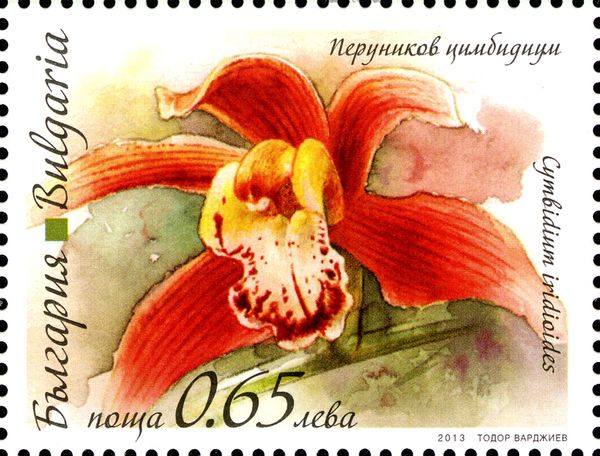 Cymbidium iridioides