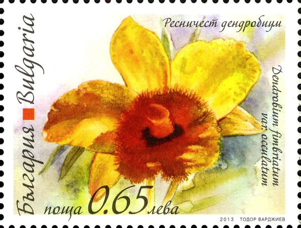 Dendrobium fimbriatum