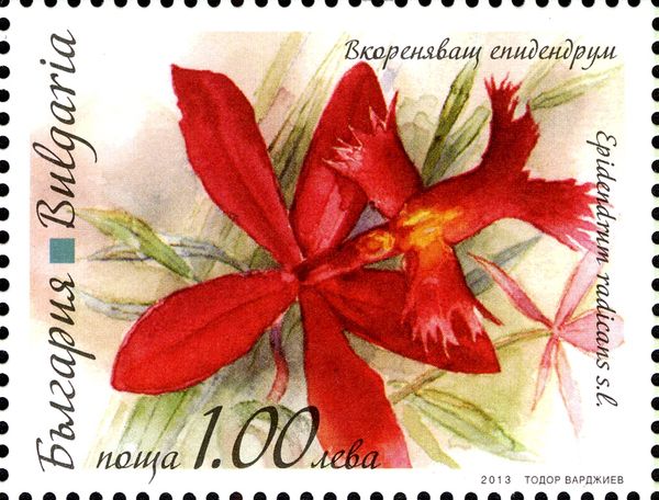 Epidendrum radicans
