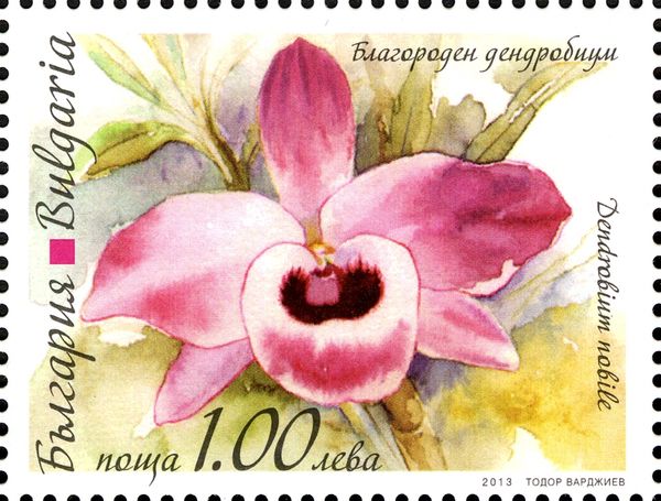 Dendrobium nobile