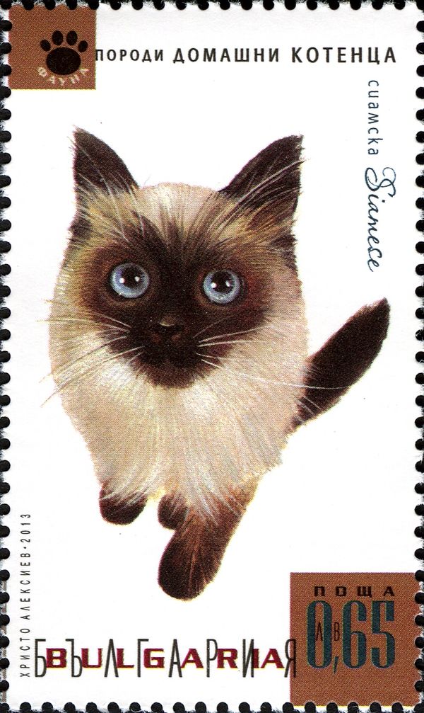 Siamese Cat (Felis silvestris catus)
