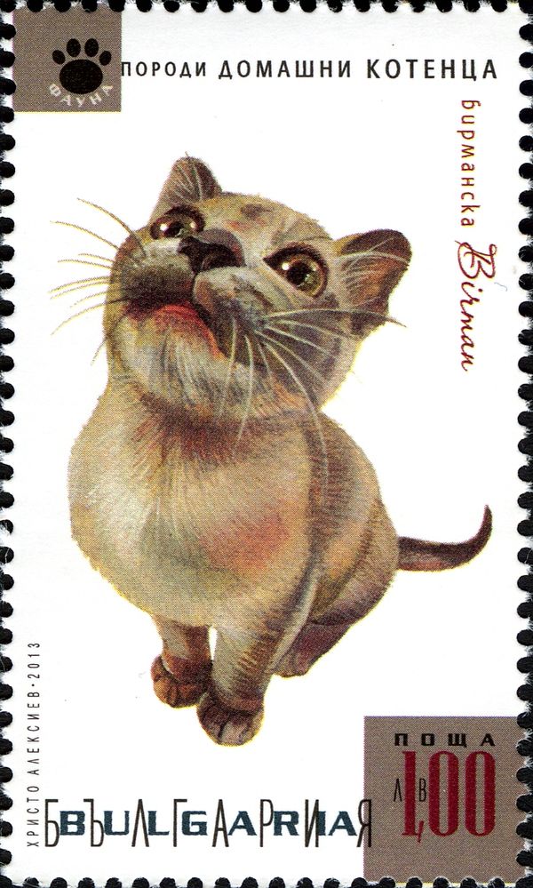 Burmese (Felis silvestris catus)