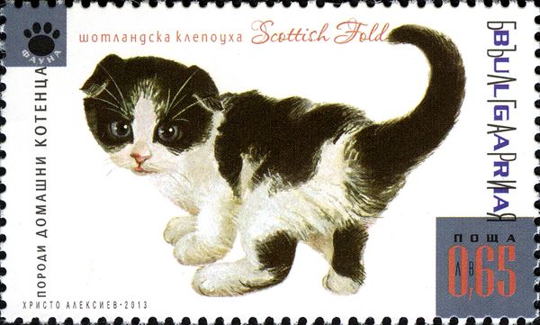 Scottish Fold (Felis silvestris catus)