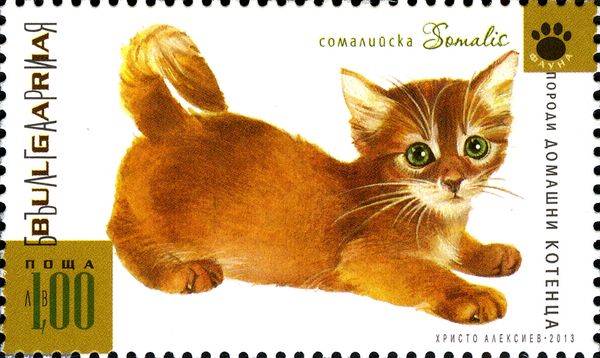 Somali (Felis silvestris catus)