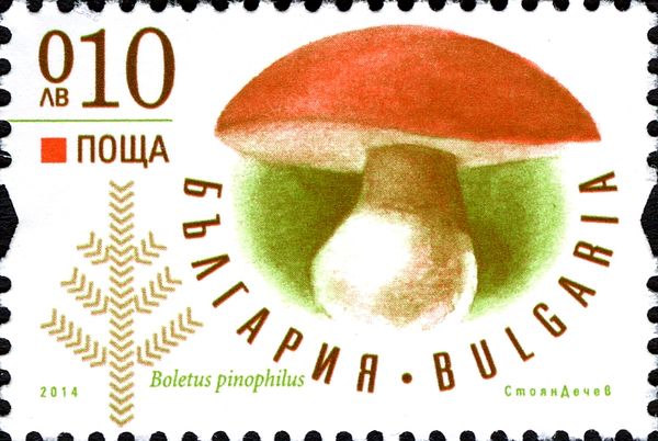 Boletus pinophilus