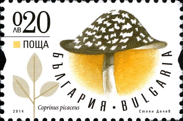 Coprinus picaceous