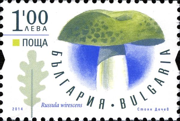 Russula wirescens
