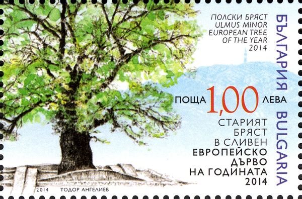 Field elm (Ulmus minor)