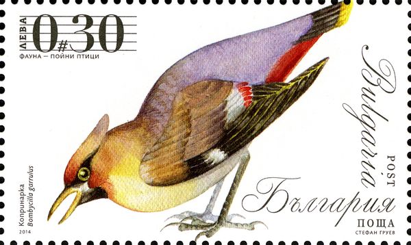 Bohemian Waxwing (Bombycilla garrulus)