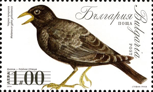 Black Lark (Melanocorypha yeltoniensis)