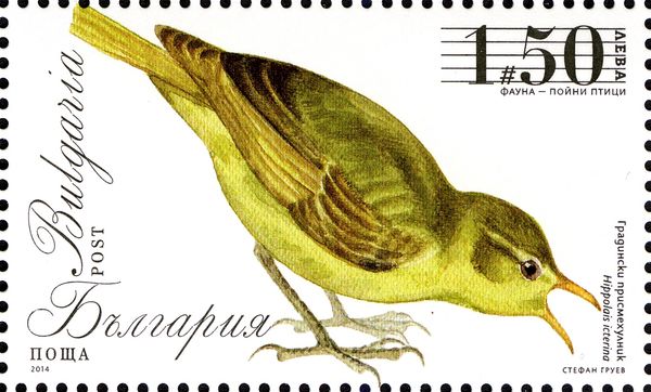 Icterine Warbler (Hippolais icterina)