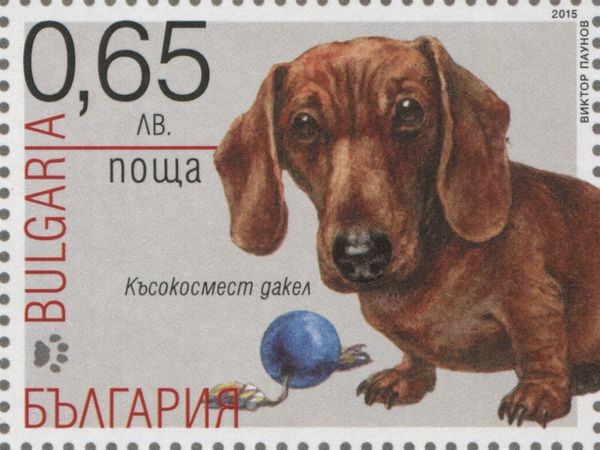 Dachshund (Canis lupus familiaris)