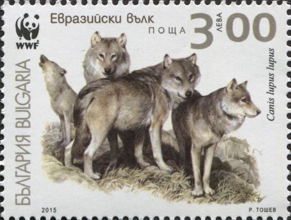 Gray Wolf (Canis lupus lupus)