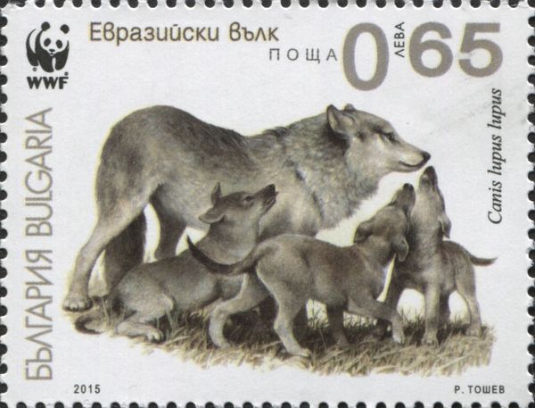 Gray Wolf (Canis lupus lupus)