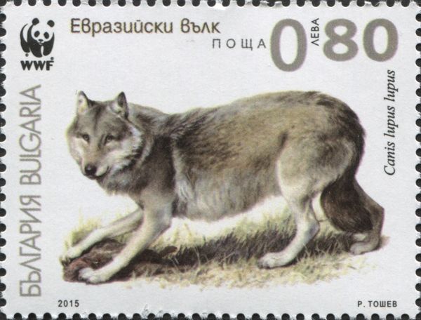 Gray Wolf (Canis lupus lupus)