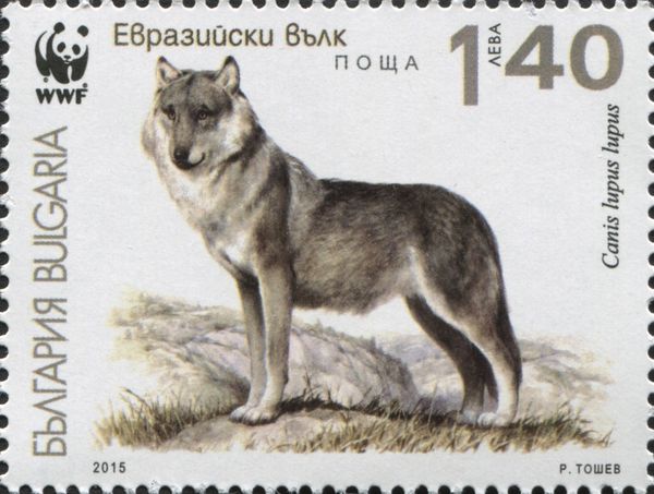 Gray Wolf (Canis lupus lupus)