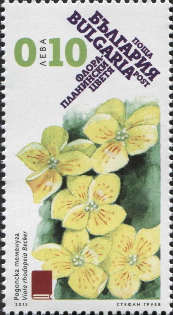 Viola rhodopaea Becker
