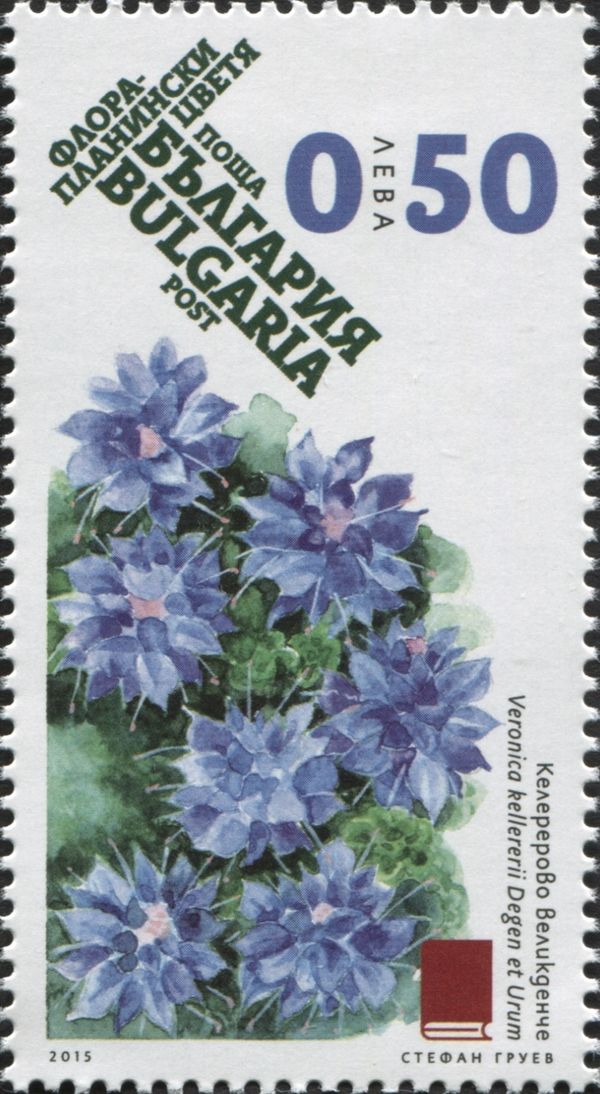 Viola rhodopaea Becker