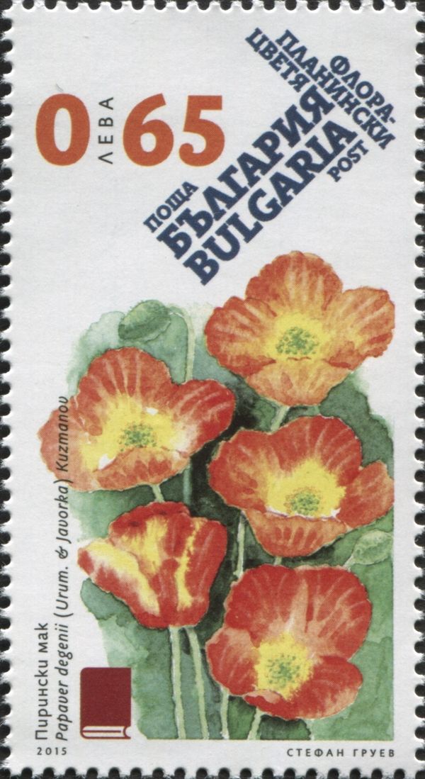Papaver degenii kuzmanov