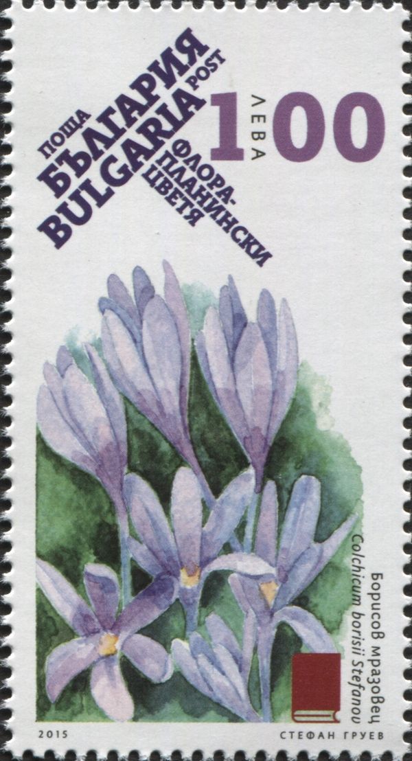 Colchicum borisii stefanov