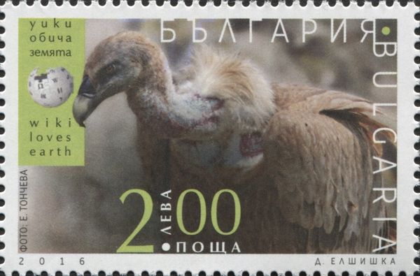 Griffon Vulture (Gyps fulvus)