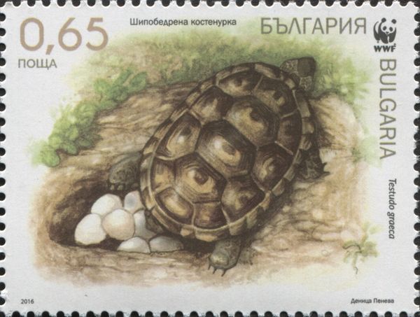 Spur-thighed Tortoise (Testudo graeca)
